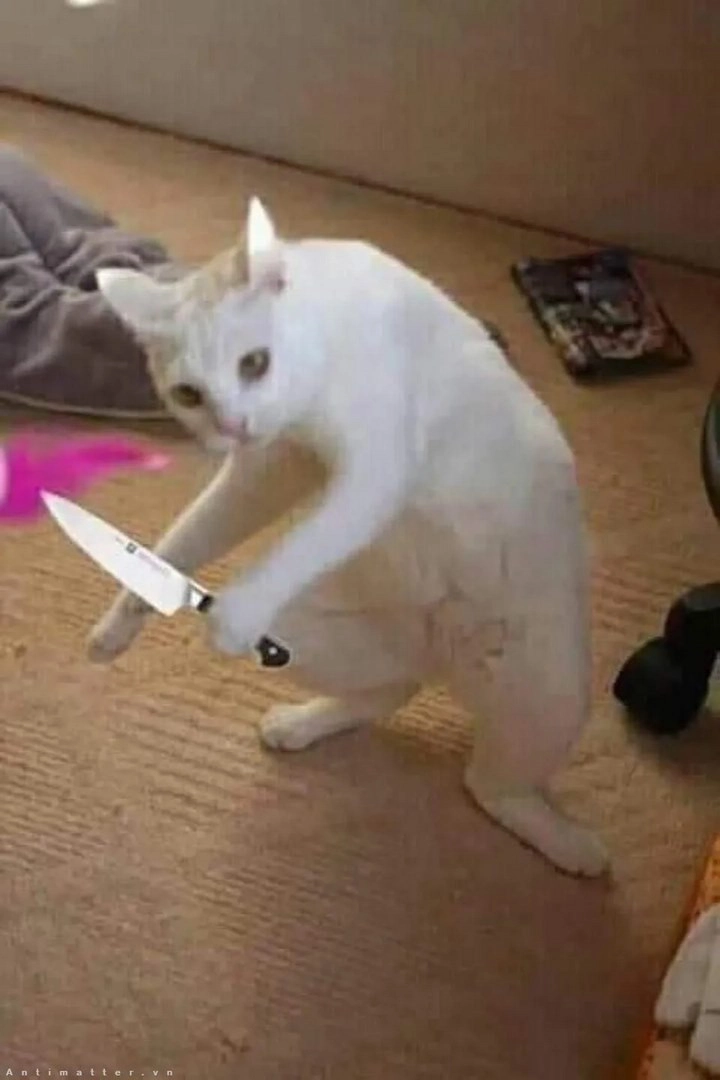 Ảnh meme con mèo cầm dao khiến ai cũng phải bật cười