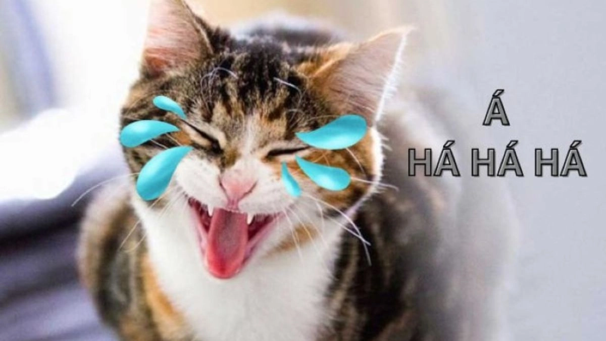 Meme con mèo cười với biểu cảm đầy thích thú