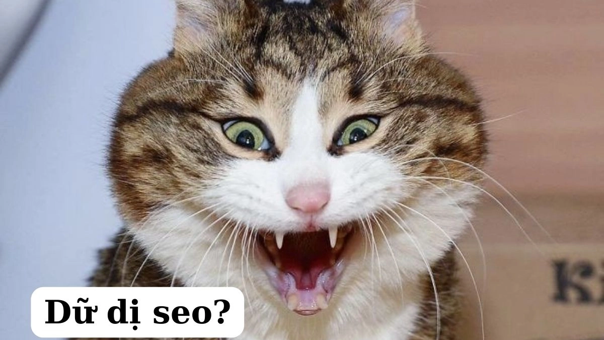 Meme mèo cười haha mang lại năng lượng vui vẻ cả ngày