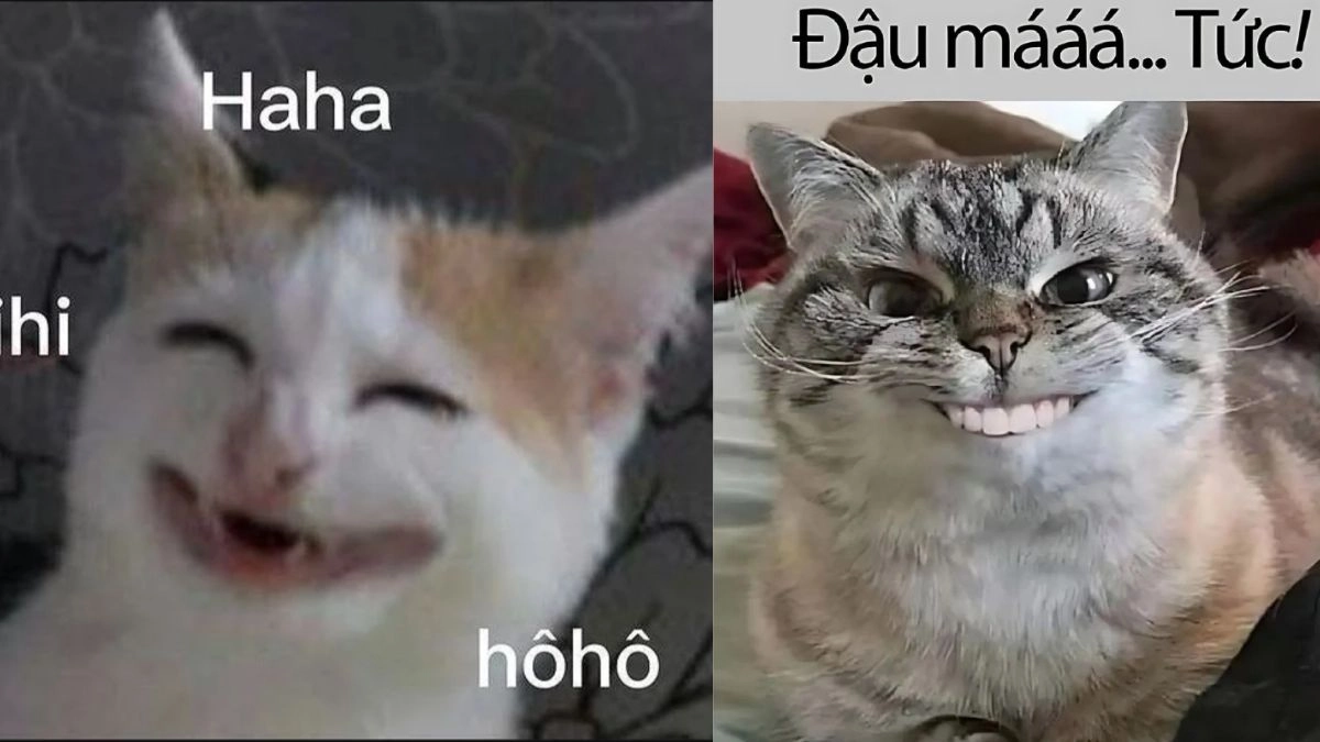 Ảnh meme mèo cười siêu hài hước và đáng yêu