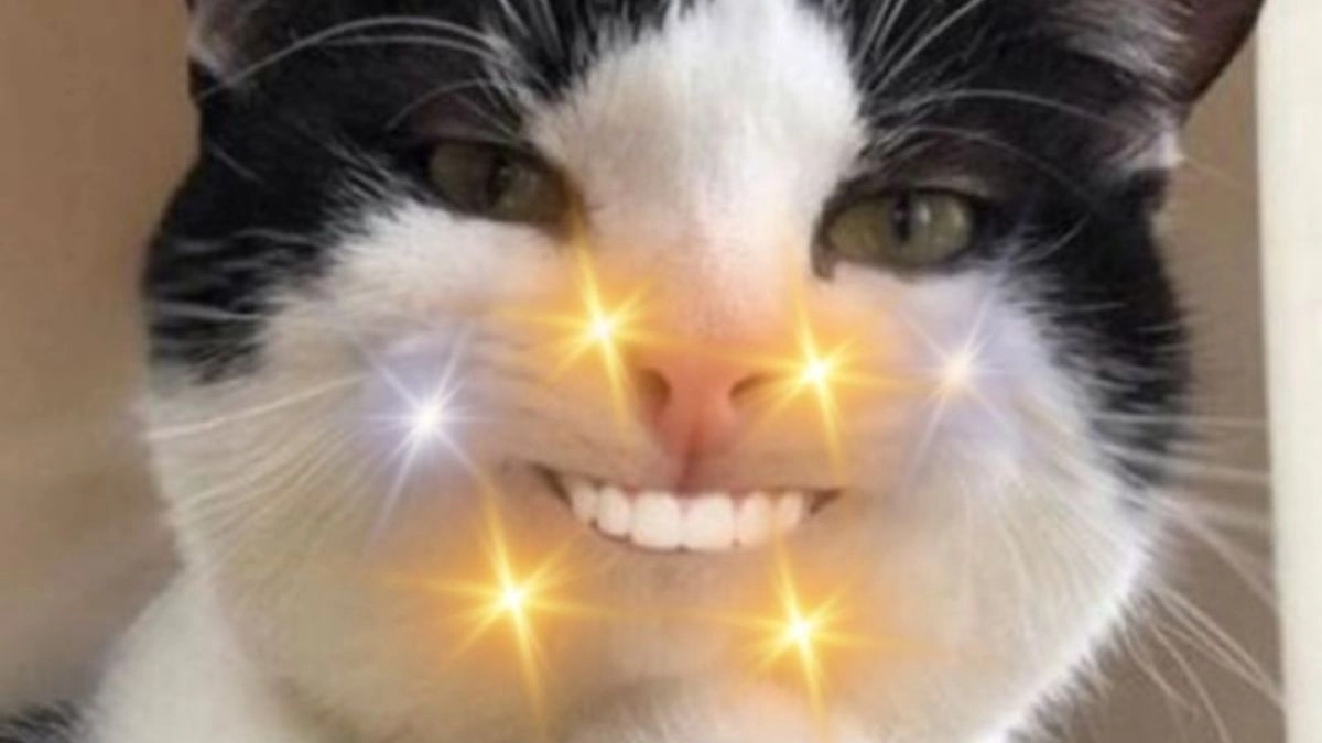 Meme mèo cười cute khiến ai cũng muốn lưu về ngay