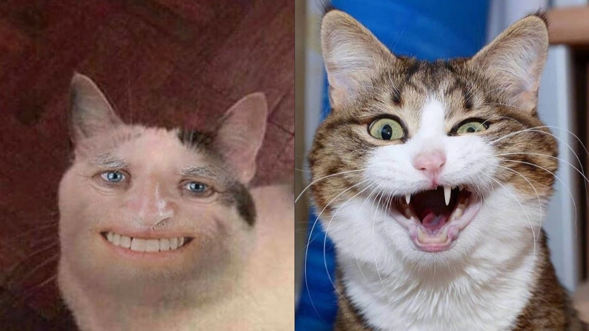 Cười meme mèo với vẻ mặt lầy lội không ai đỡ nổi