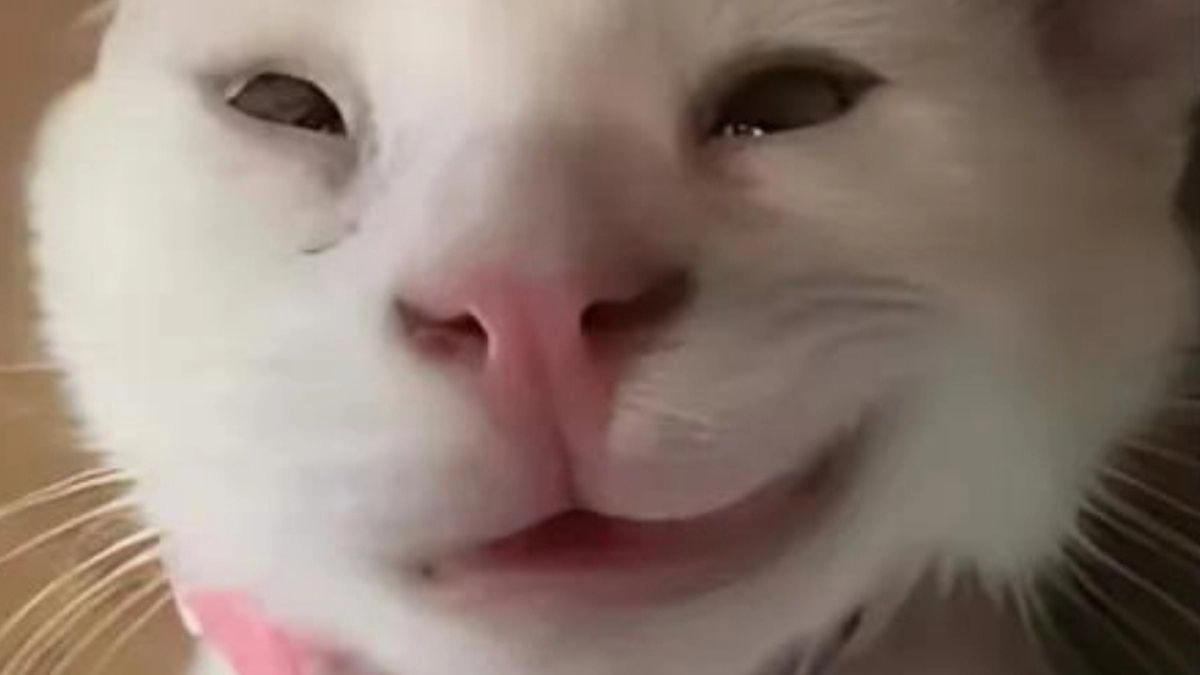 Meme mèo cười hehe với ánh mắt đầy tinh nghịch