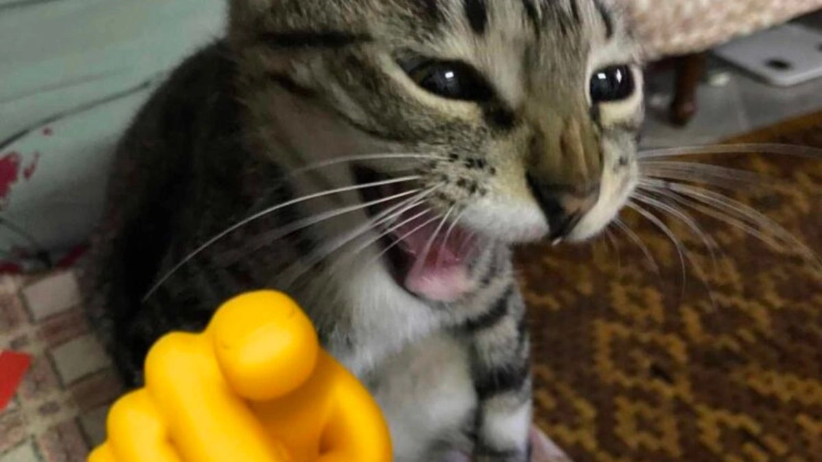 Ảnh con mèo cười meme với biểu cảm không thể nhịn cười