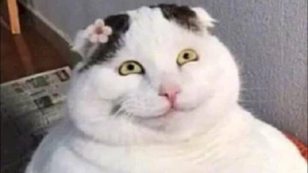 Hình meme mèo cười dành cho những pha tấu hài đỉnh cao