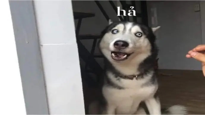 Dog meme hài hước khiến bạn không thể ngừng cười