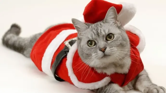 Mèo Noel meme dễ thương và vui nhộn cho mùa Giáng Sinh