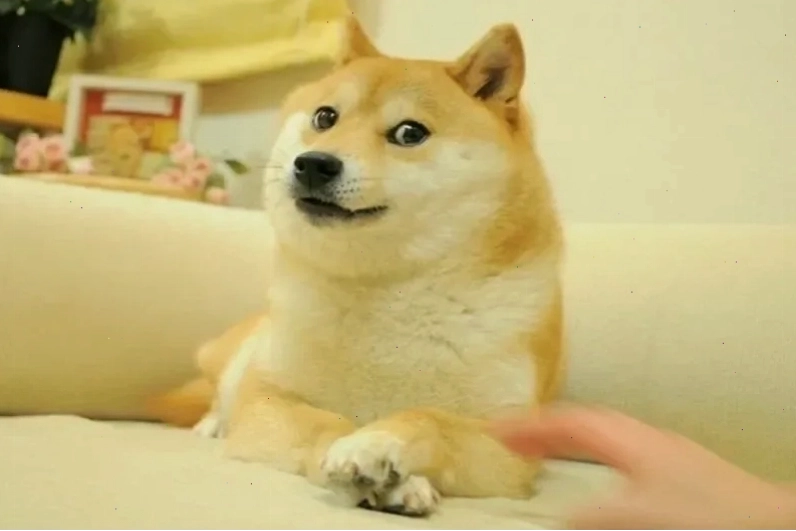 Ảnh chó Shiba meme ngộ nghĩnh