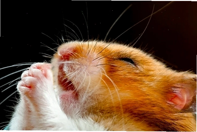 Ảnh chuột hamster meme đang cầu nguyện dễ thương