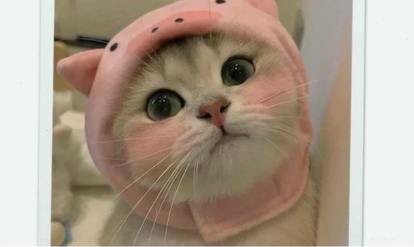 Ảnh meme mèo cute, dễ thương thể hiện sự ngộ nghĩnh