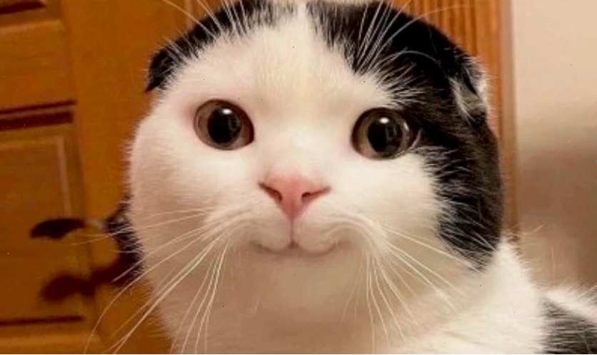 Ảnh meme mèo cute, dễ thương với biểu cảm đáng yêu