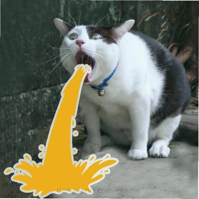 Ảnh meme mèo hài hước với biểu cảm khó đỡ, thích hợp làm avatar