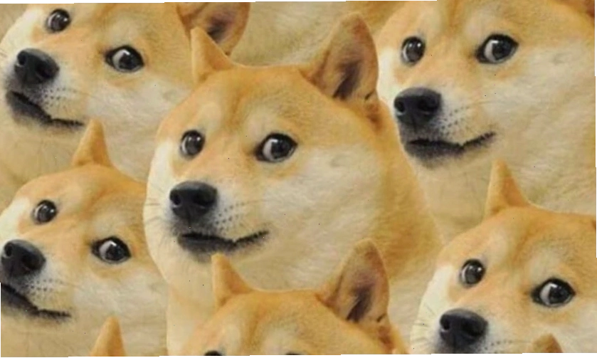 Ảnh meme mèo hài hước với tình huống bất ngờ