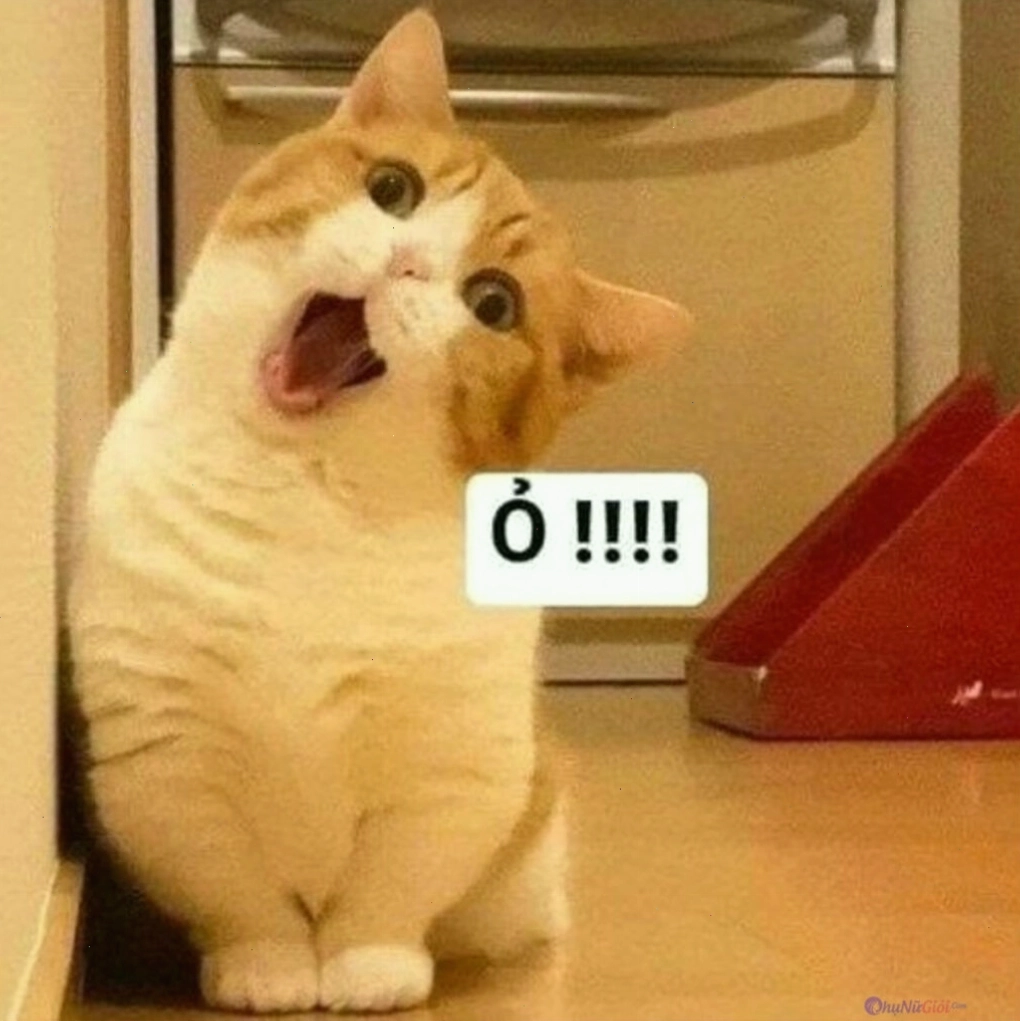 Ảnh meme mèo với biểu cảm độc đáo