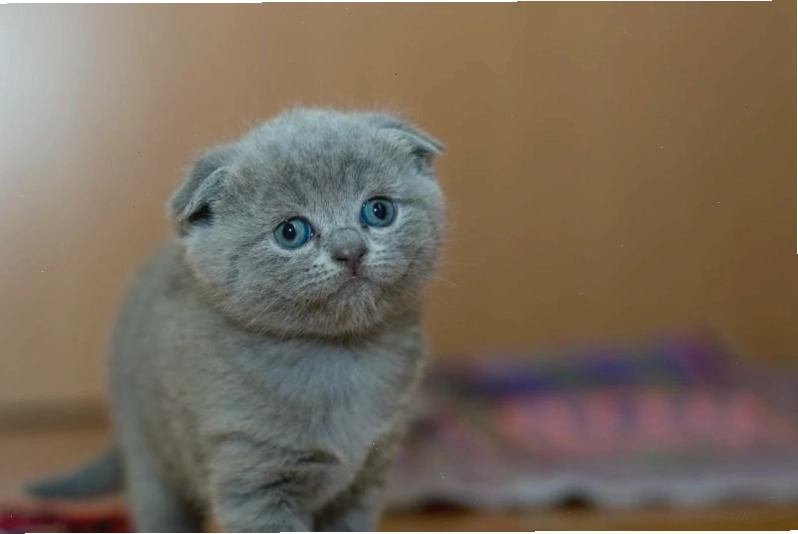 Ảnh mèo cute với đôi mắt to tròn long lanh, biểu cảm tinh nghịch đáng yêu