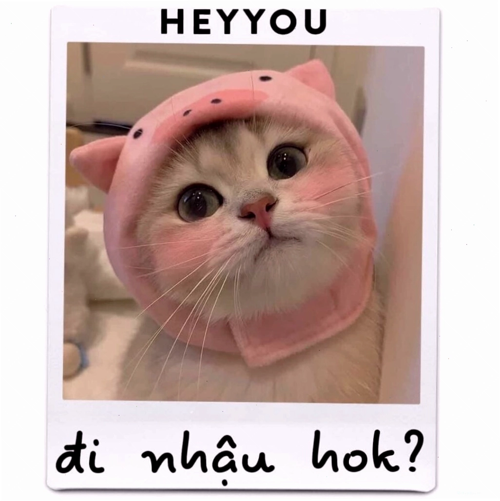 Ảnh mèo dễ thương