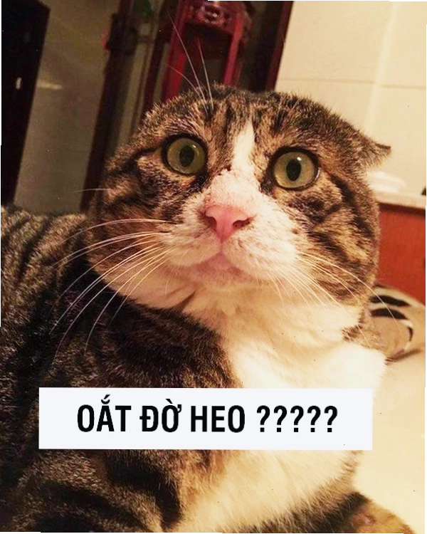 Ảnh mèo với biểu cảm ngộ nghĩnh, đáng yêu dùng làm avatar