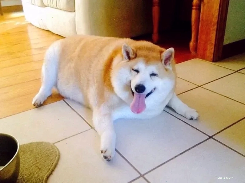 Ảnh shiba meme hài hước