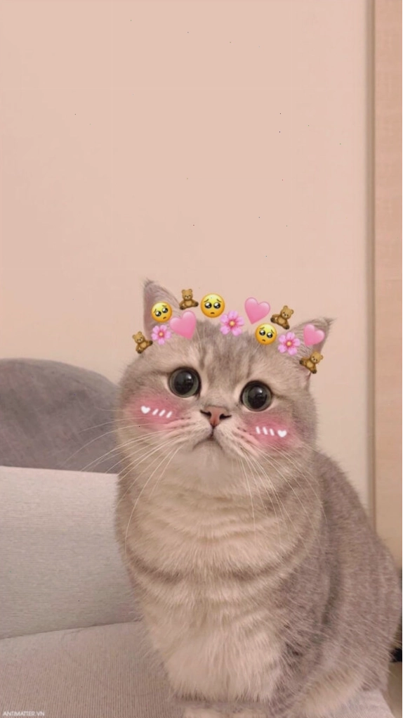 Avatar mèo chibi dễ thương, phù hợp cho các nền tảng mạng xã hội