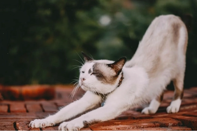 Avatar mèo cute đang nhìn thẳng vào người xem với ánh mắt tò mò