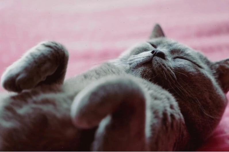 Avatar mèo cute với biểu cảm ngạc nhiên, đôi tai cụp xuống dễ thương