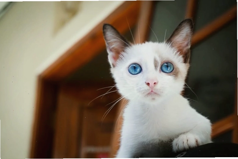 Avatar mèo đeo kính đen sành điệu