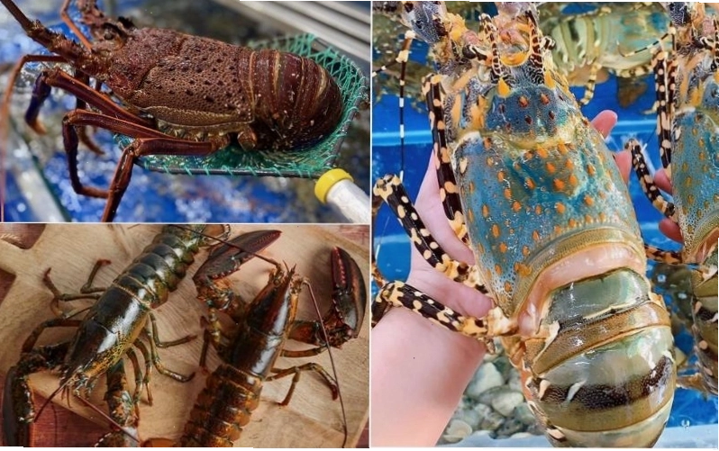 Bảng giá tôm hùm dao động từ 800.000 đến 1.500.000 đồng/kg