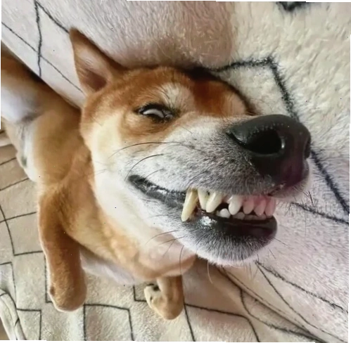 Biểu cảm cười "khó đỡ" của Cheems trong meme