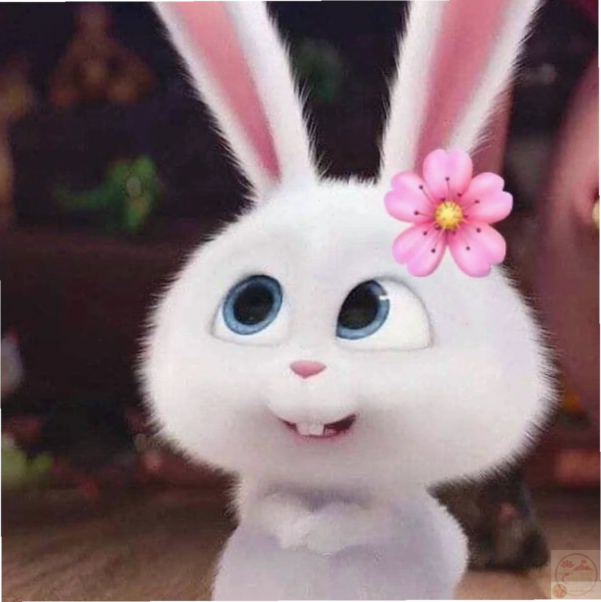 Caption hài hước đi kèm ảnh thỏ Snowball