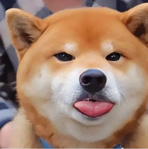 Cheems trong meme "chúa hề" với biểu cảm "khó đỡ"