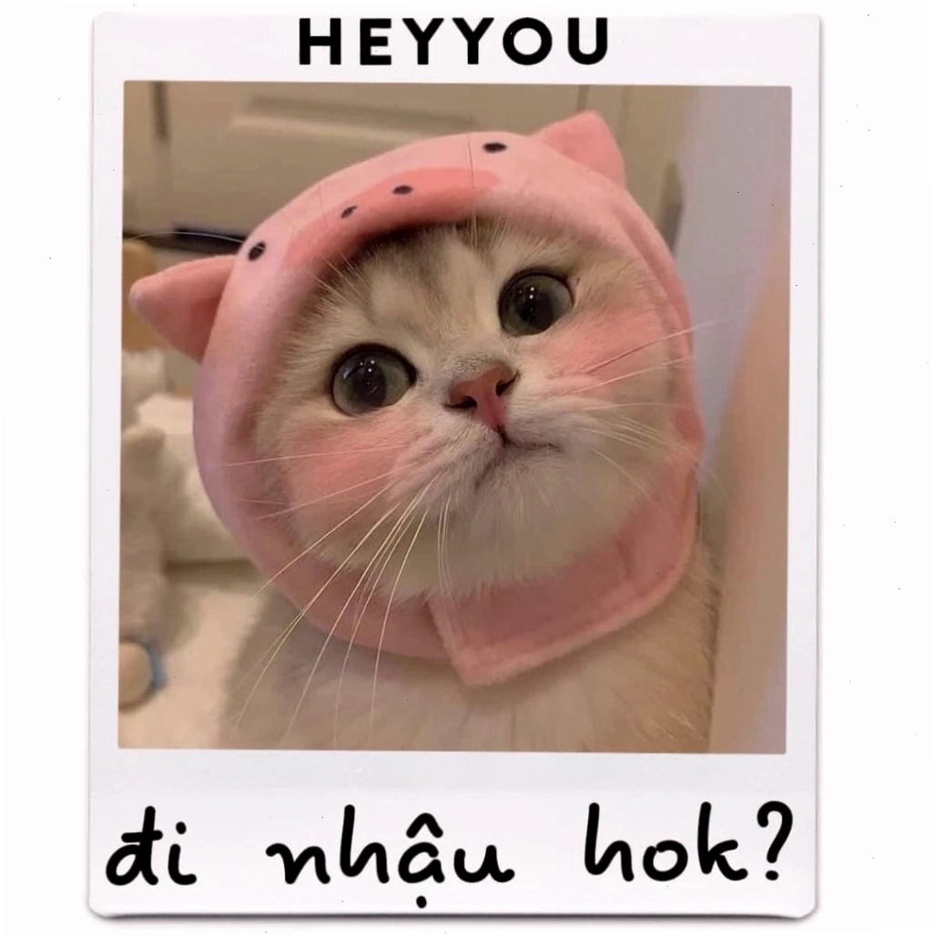 Chú mèo đang liếm láp, thể hiện sự sạch sẽ và đáng yêu