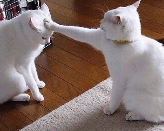 Chú mèo ngồi co ro với ánh mắt buồn bã, biểu cảm như đang suy tư về cuộc đời