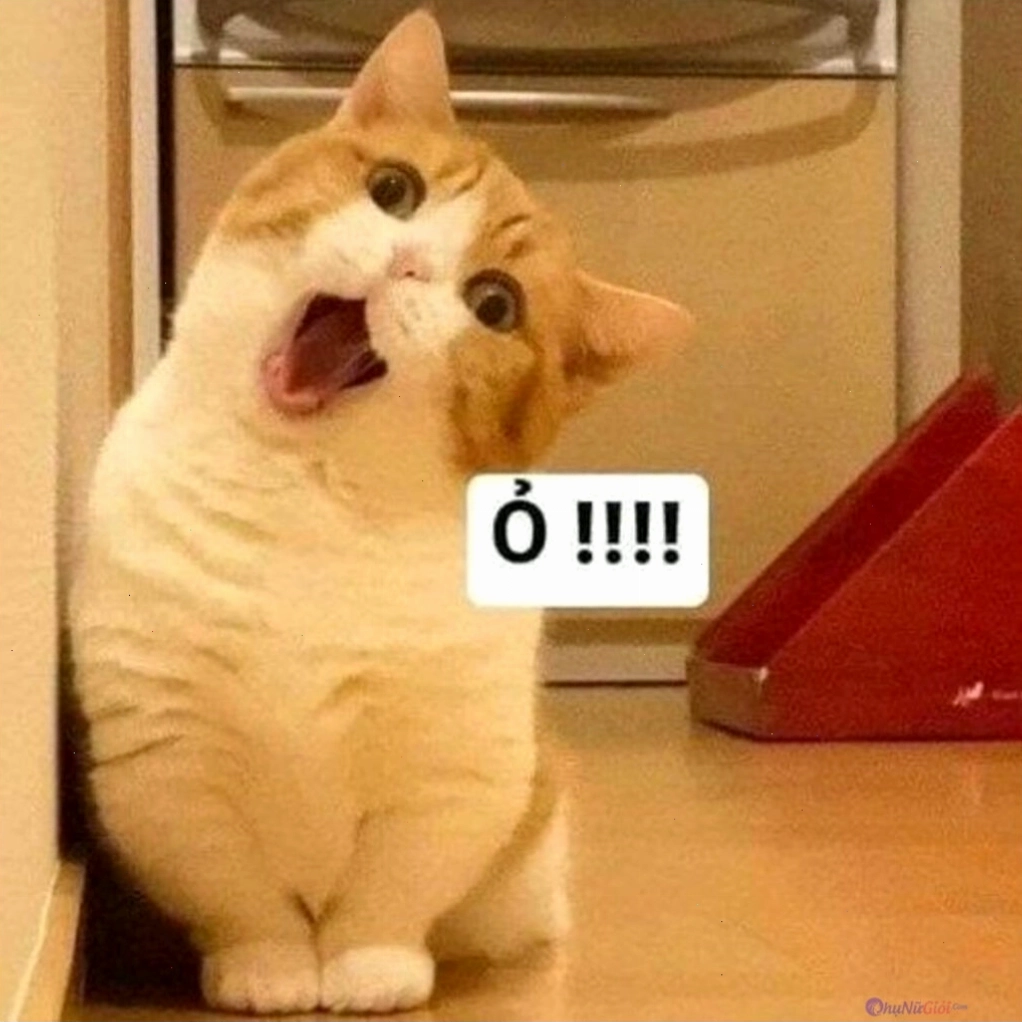 Chú mèo với ánh mắt lém lỉnh, dường như đang rắp tâm một trò đùa tinh quái