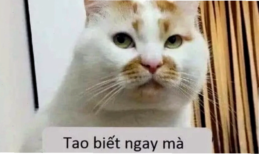 Chú mèo với ánh mắt lơ đãng, tạo nên meme hài hước