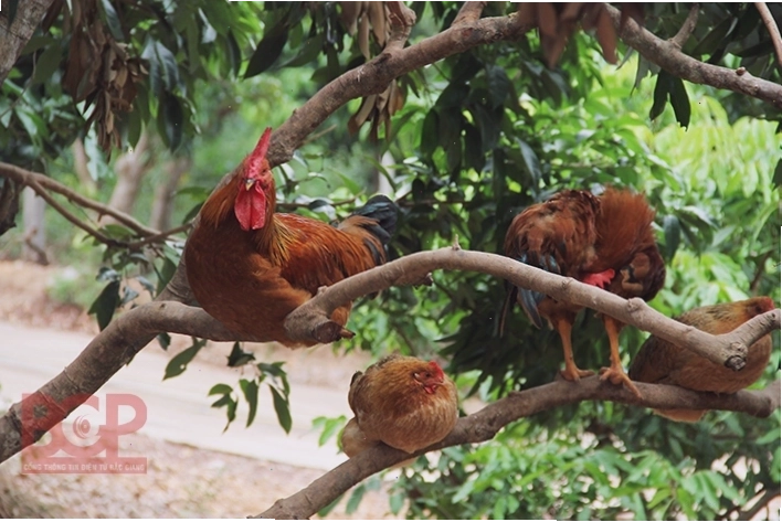Gà đồi Yên Thế với lớp da vàng óng đẹp mắt