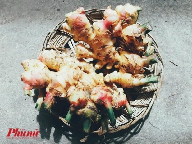Gừng non củ tươi là nguyên liệu chính để làm món Gari Nhật Bản