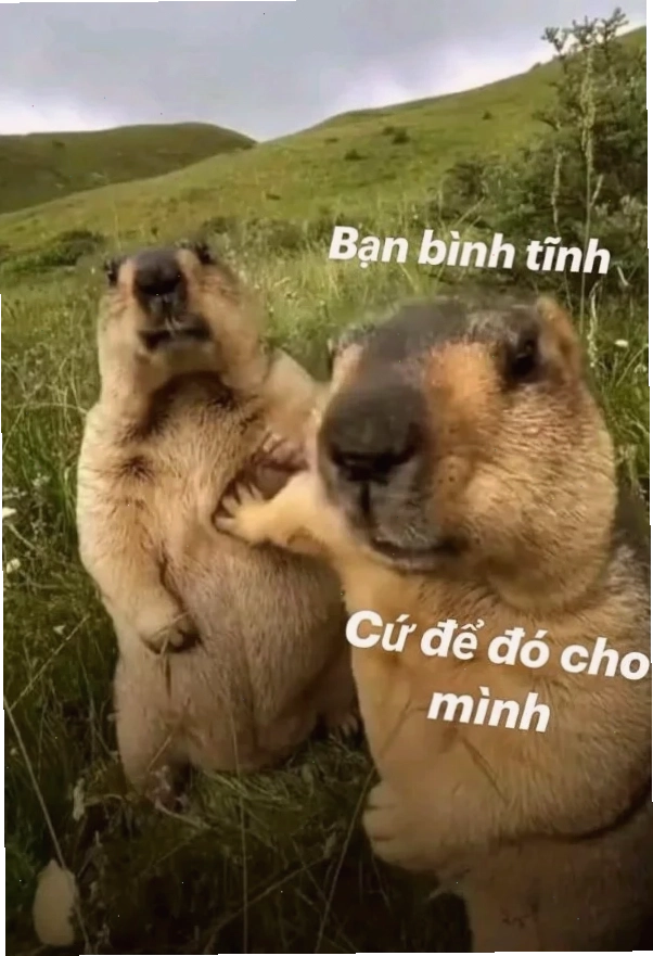 Hình ảnh hài hước trong meme Bình Dương