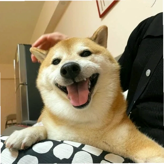 Hình ảnh meme chó Shiba đáng yêu
