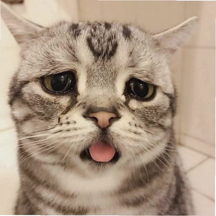 Hình ảnh mèo buồn cute đáng yêu biểu cảm 
