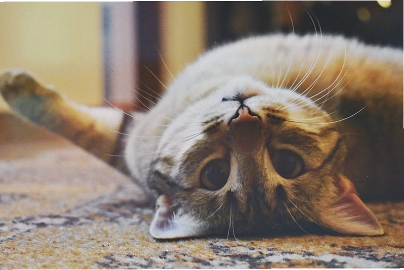Hình ảnh mèo hoạt hình Chibi đang vui đùa, thể hiện sự năng động