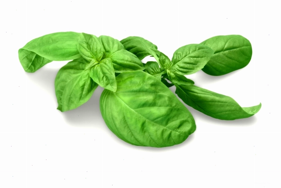 Húng quế tây với hương thơm độc đáo