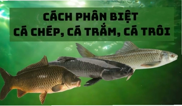 Hướng dẫn phân biệt cá chép, cá trắm và cá trôi