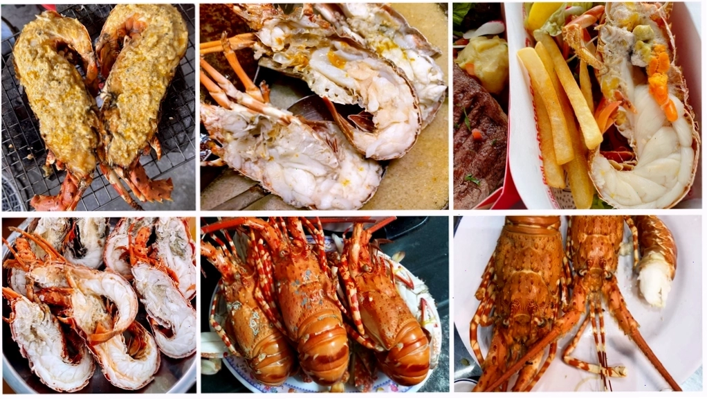 Kích thước đa dạng của tôm hùm bông