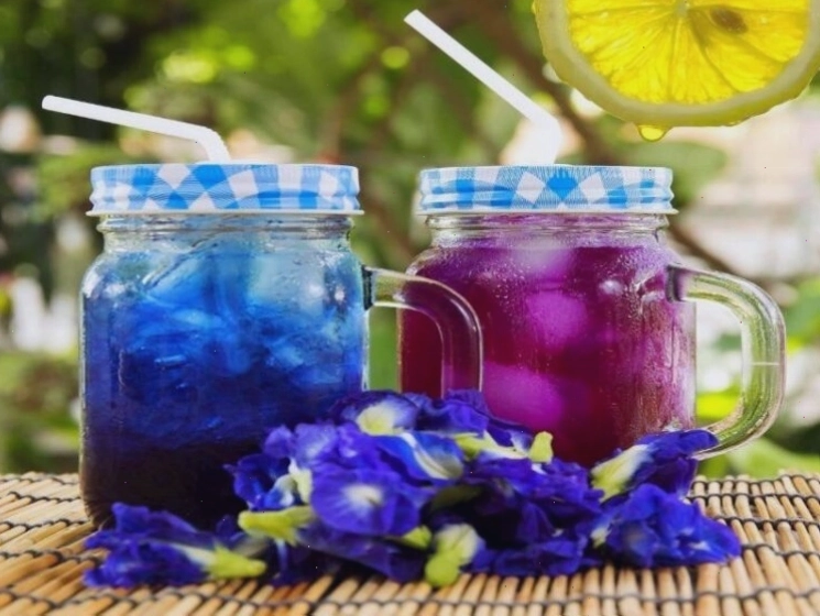 Ly trà hoa đậu biếc màu tím biếc