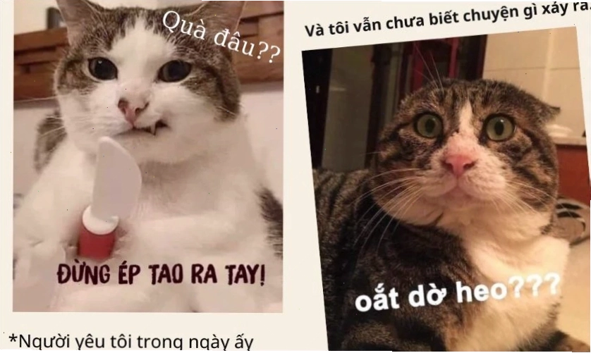 Meme 20/10 chế về sự đãng trí trong ngày đặc biệt