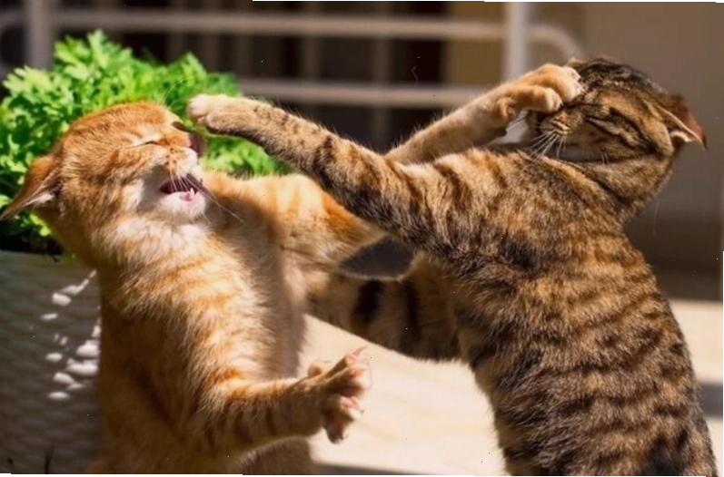 Meme chó đánh nhau thể hiện sự hài hước