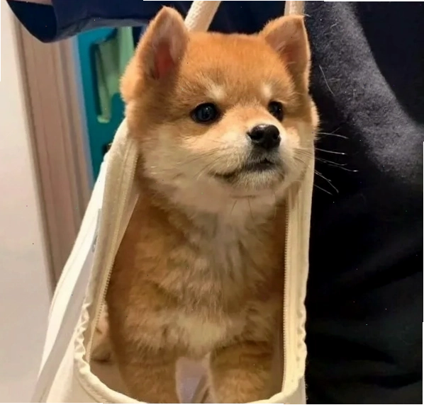 Meme chó Shiba với biểu cảm hài hước