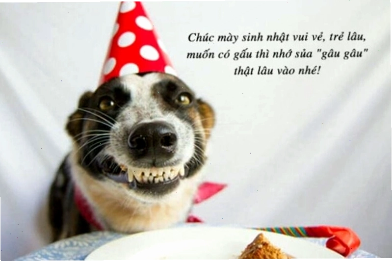 Meme chúc mừng sinh nhật với hình ảnh mèo biểu cảm hài hước