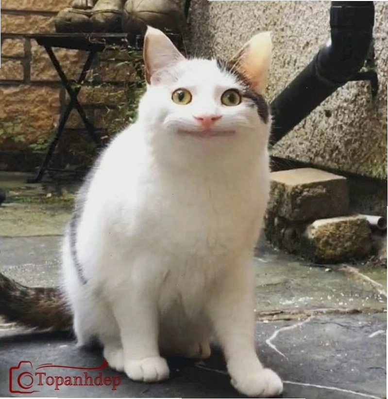 Meme cười đểu hài hước