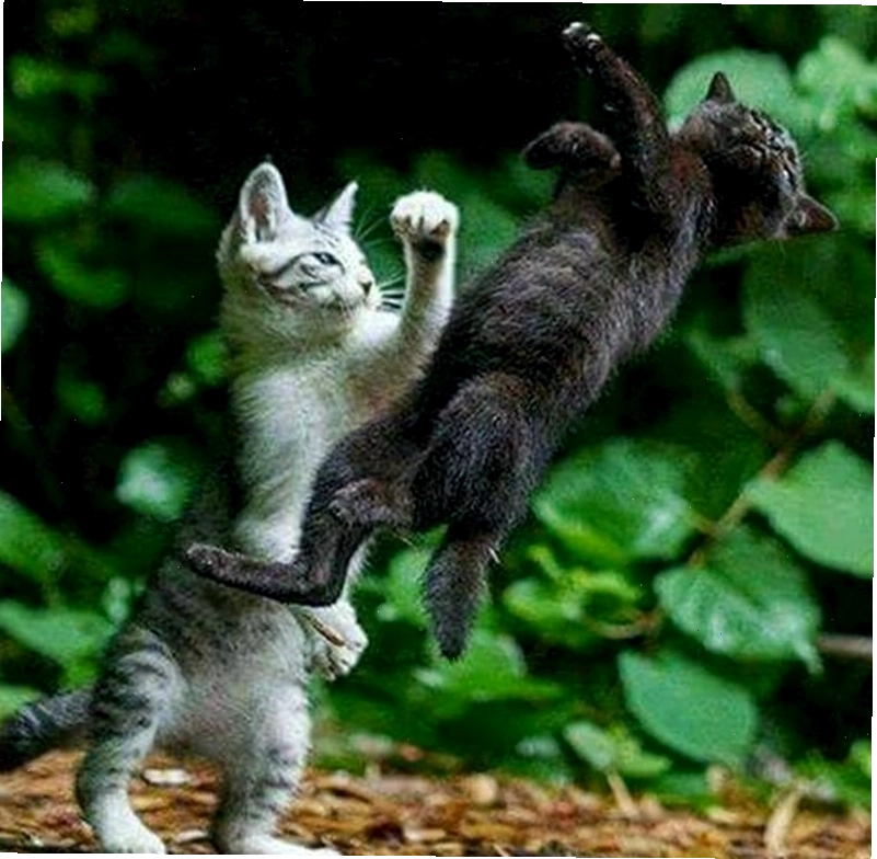 Meme đánh nhau hình ảnh động vật đáng yêu